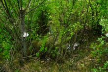 Геология и природа берегов реки Калитвы у хуторов Ленина и Рудаков