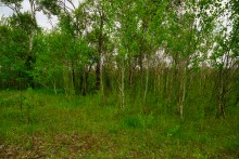 Геология и природа берегов реки Калитвы у хуторов Ленина и Рудаков