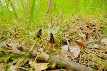 Геология и природа берегов реки Калитвы у хуторов Ленина и Рудаков