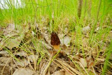 Геология и природа берегов реки Калитвы у хуторов Ленина и Рудаков