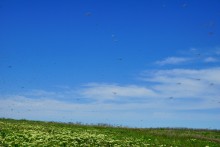 Комары-звонцы на Цимлянском побережье