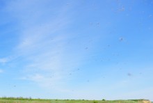 Комары-звонцы на Цимлянском побережье