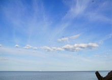 Комары-звонцы на Цимлянском побережье