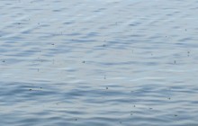 Комары-звонцы на Цимлянском побережье