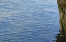 Комары-звонцы на Цимлянском побережье