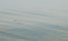 Комары-звонцы на Цимлянском побережье