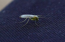 Комары-звонцы на Цимлянском побережье