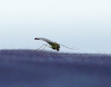 Комары-звонцы на Цимлянском побережье