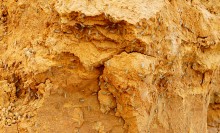 Комары-звонцы на Цимлянском побережье