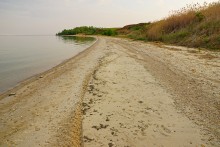 Комары-звонцы на Цимлянском побережье