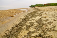 Комары-звонцы на Цимлянском побережье