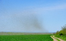 Комары-звонцы на Цимлянском побережье