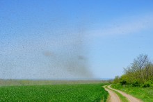 Комары-звонцы на Цимлянском побережье