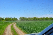 Комары-звонцы на Цимлянском побережье