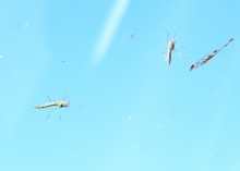 Комары-звонцы на Цимлянском побережье