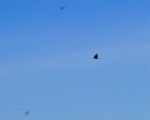 Комары-звонцы на Цимлянском побережье