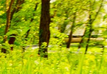 Братские могилы в парке Авиаторов