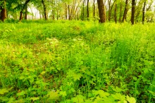 Братские могилы в парке Авиаторов