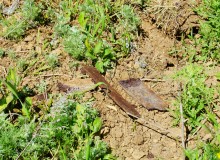 История станицы Цимлянской