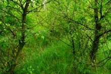 Путешествие по Калитве у хутора Свинарёв и бывшей мельнице