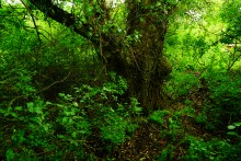 Путешествие по Калитве у хутора Свинарёв и бывшей мельнице