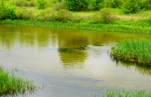 Путешествие по Калитве у хутора Свинарёв и бывшей мельнице