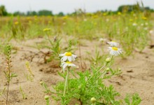 Путешествие по Калитве у хутора Свинарёв и бывшей мельнице