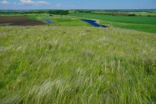 Прогулка по тузловским ковылям