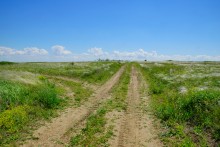 Прогулка по тузловским ковылям