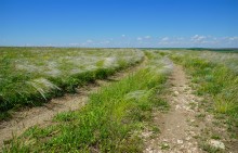 Прогулка по тузловским ковылям