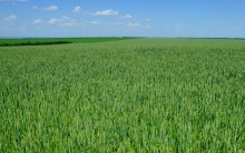 По июньским полям