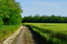 По июньским полям