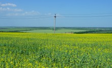 По июньским полям