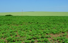 По июньским полям