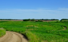 По июньским полям