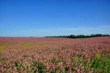 По июньским полям