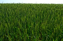 По июньским полям