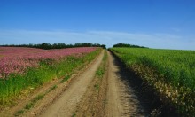 По июньским полям