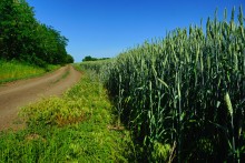 По июньским полям