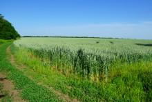 По июньским полям