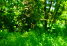 Путешествие по Калитве