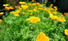 Желтые маки