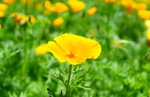 Желтые маки