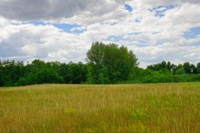 Кундрюченские пески и леса после пожара