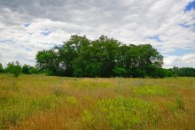 Кундрюченские пески и леса после пожара