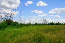 Кундрюченские пески и леса после пожара