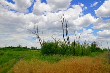 Кундрюченские пески и леса после пожара