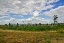 Кундрюченские пески и леса после пожара