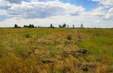 Кундрюченские пески и леса после пожара