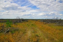 Кундрюченские пески и леса после пожара